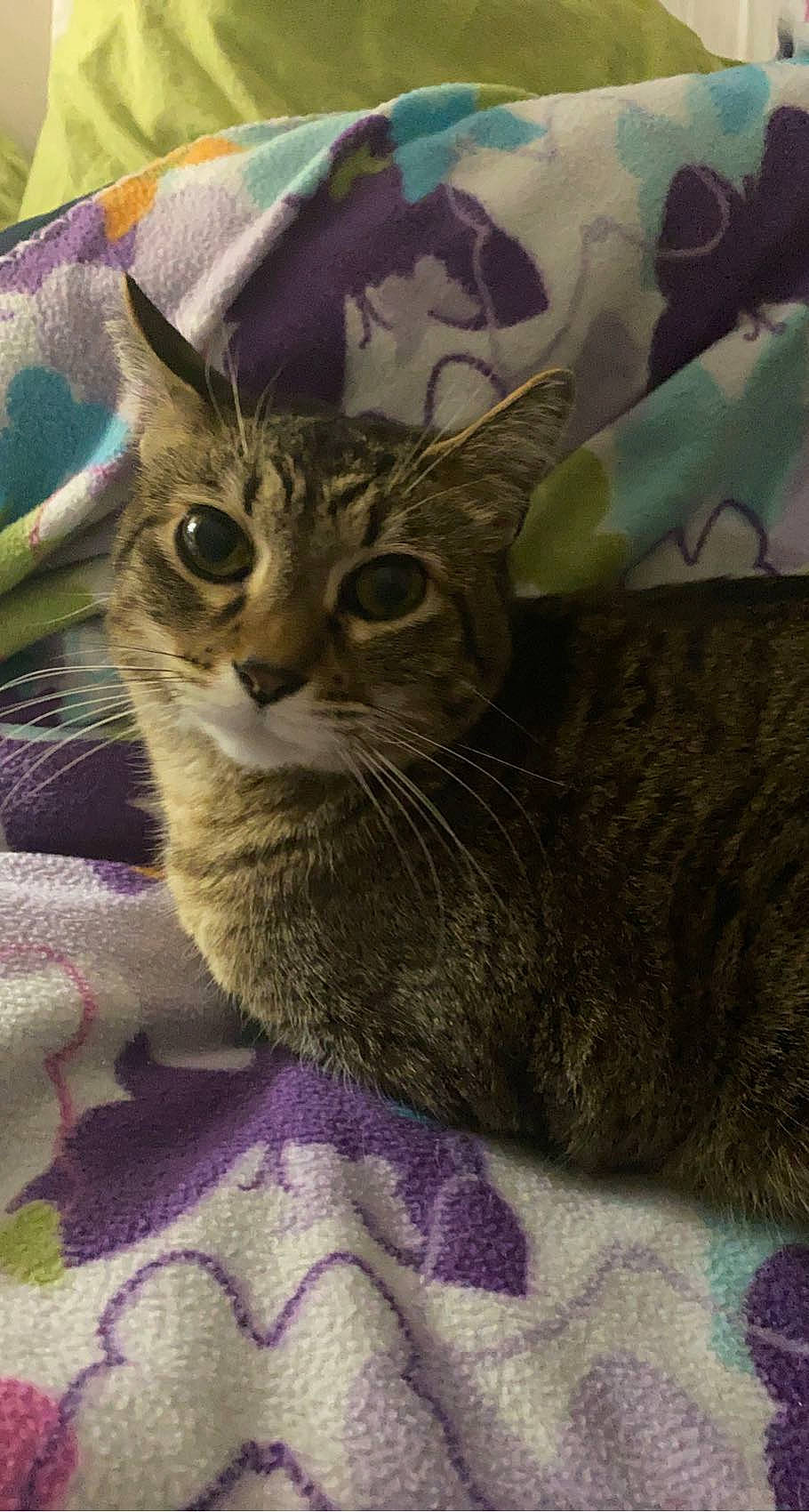 Edward joined the competition — help win amazing prizes! carnivore, cat, cat_supply, comfort, domestic_short_haired_cat, felidae, fur, pattern, small_to_medium_sized_cats, snout, whiskers