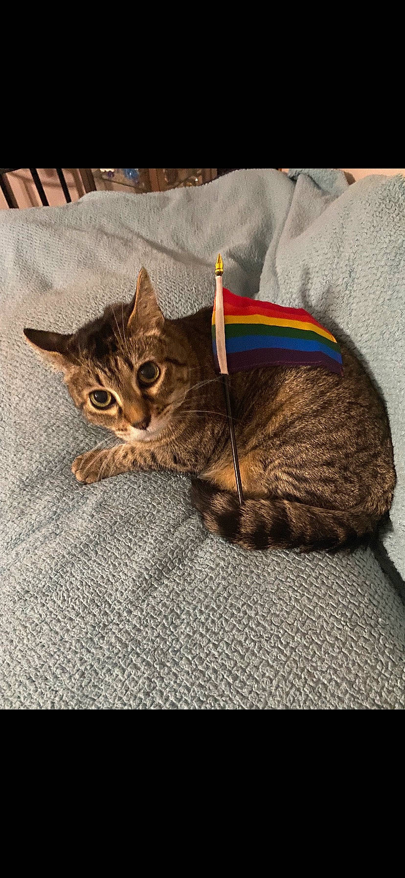 Edward is registered to the contest to win money with this photo: carnivore, cat, cat_supply, claw, comfort, domestic_short_haired_cat, felidae, fur, linens, paw, pet_supply, small_to_medium_sized_cats, snout, tail, terrestrial_animal, whiskers