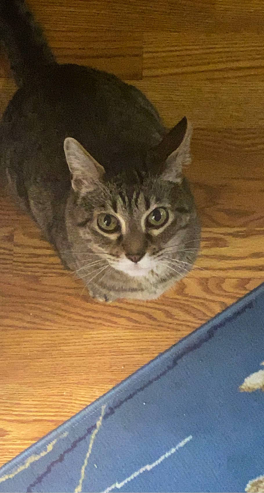 Edward is registered to the contest to win money with this photo: art, carnivore, cat, domestic_short_haired_cat, door, felidae, flooring, fur, grey, hardwood, paw, photo_caption, small_to_medium_sized_cats, snout, tail, terrestrial_animal, whiskers, window, wood