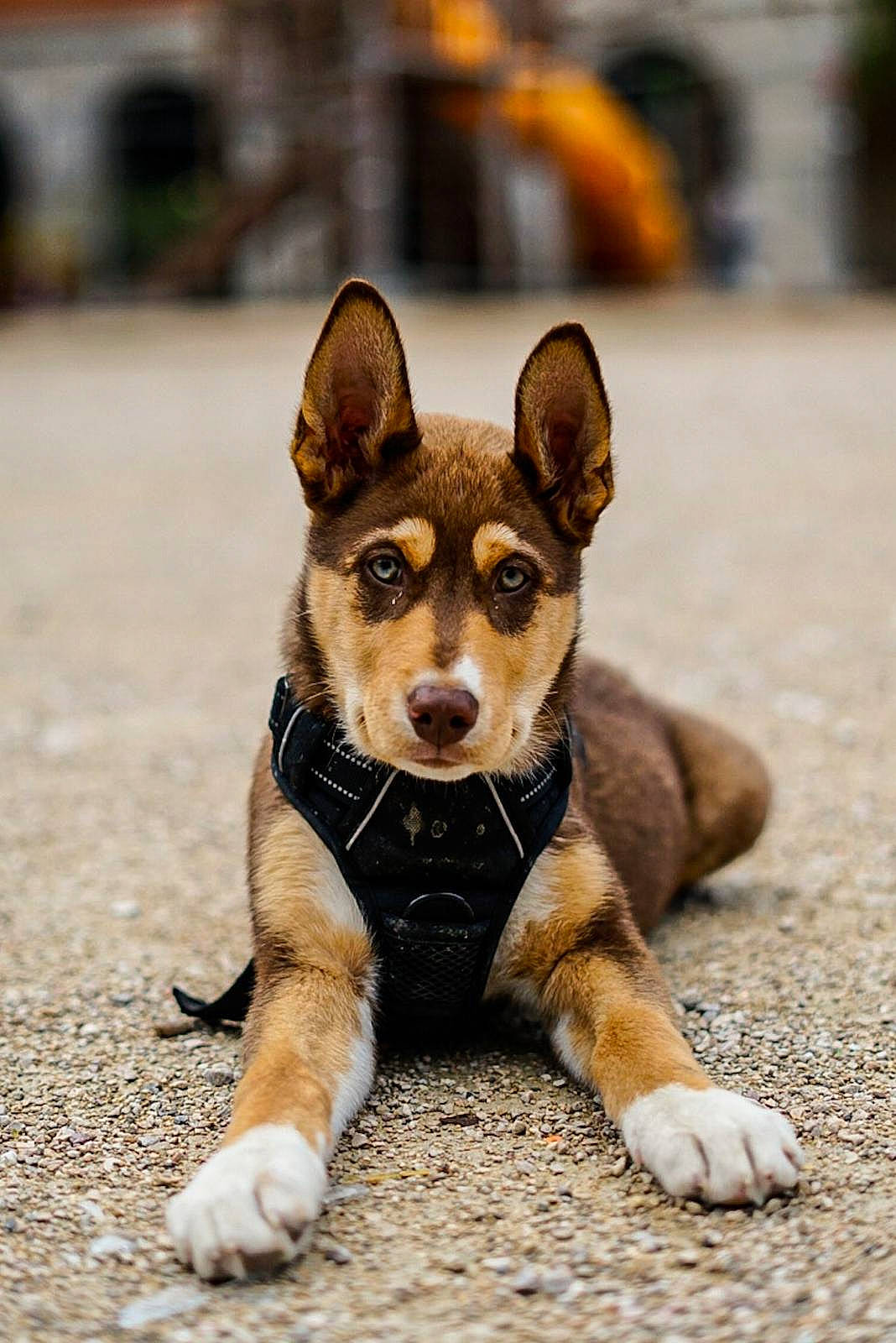 Kraken participe au concours pour gagner de l'argent avec cette photo : ancient_dog_breeds, asphalt, canidae, carnivore, companion_dog, dog, dog_breed, fawn, fur, paw, road_surface, sporting_group, street_dog, tail, terrestrial_animal, whiskers, working_animal, working_dog