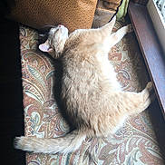 Mya Bean joined the competition — help win amazing prizes! cat, cream_cat, cushion, fluffy, furniture, home, indoor, lounging, lying_down, patterned_fabric, pet, portrait, relaxed, sleeping, sunbeam, sunlight, tail, upholstery, whiskers, window