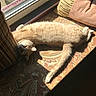 Mya Bean is registered to the contest to win money with this photo: cat, cozy, cream_fur, cushion, feline, home, indoors, nap, patterned_fabric, paws, pet, portrait, relaxed, sleeping, sofa, sunbathing, sunlight, tail, whiskers, window