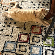 Mya Bean is registered to the contest to win money with this photo: animal, beige_cat, carpet, cat, cozy, cute, domestic_cat, floor, fluffy, furniture, home, indoor, lying_down, patterned_rug, pet, relaxed, resting, sleeping, stretching, wooden_table_leg