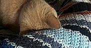 Mya Bean joined the competition — help win amazing prizes! blanket, brown_background, cat, close_up, couch, cozy, cream_colored, curled_up, cute, ear, feline, fur, indoors, knitted_blanket, pet, portrait, resting, sleeping, textile, warm