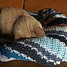 blanket, brown_background, cat, close_up, couch, cozy, cream_colored, curled_up, cute, ear, feline, fur, indoors, knitted_blanket, pet, portrait, resting, sleeping, textile, warm