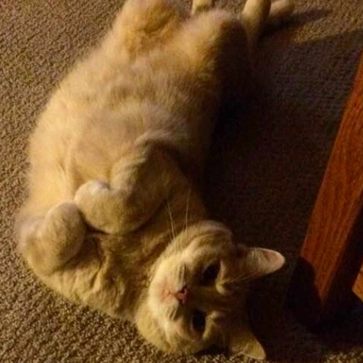 Mya Bean joined the competition — help win amazing prizes! animal, carpet, cat, cozy, cute, domestic, ears, feline, fluffy, fur, home, indoor, lying_down, paws, pet, relaxed, shadow, soft_light, whiskers, wooden_furniture