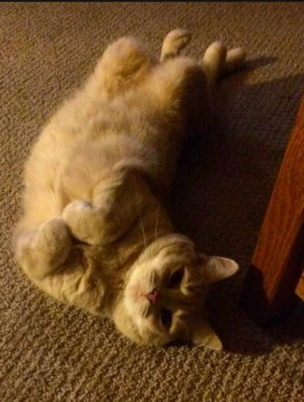 Mya Bean joined the competition — help win amazing prizes! animal, carpet, cat, cozy, cute, domestic, ears, feline, fluffy, fur, home, indoor, lying_down, paws, pet, relaxed, shadow, soft_light, whiskers, wooden_furniture