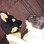 Dexter is registered to the contest to win money with this photo: dog, stuffed_animal, toy, couch, brown, french_bulldog, hugging, sleepy, pet, indoor, animal, closeup, friendship, relaxing, fur, cute, domestic, companionship, comfort, resting