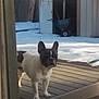 Dexter is registered to the contest to win money with this photo: dog, french_bulldog, outdoor, snow, deck, shed, wood, pet, animal, curious, standing, winter, yard, fence, daylight, canine, ears, face, black_and_white, home