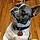 Dexter