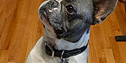 Dexter is registered to the contest to win money with this photo: dog, french_bulldog, pet, collar, tag, indoor, wooden_floor, brown_eyes, white_fur, black_fur, cute, canine, domestic_animal, animal, companion, looking_up, ears_up, short_hair, small_dog, house_pet
