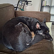 Tatar Tot is registered to the contest to win money with this photo: animal, black_dog, bookshelf, brown_couch, canine, comfortable, couch, dog, domestic_animal, fur, furniture, home, indoor, living_room, pet, quiet, relaxing, resting, sleeping, walker