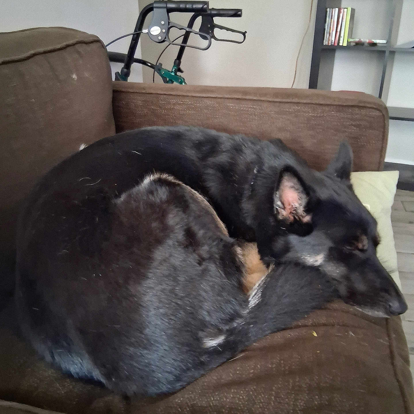 Tatar Tot is registered to the contest to win money with this photo: animal, black_dog, bookshelf, brown_couch, canine, comfortable, couch, dog, domestic_animal, fur, furniture, home, indoor, living_room, pet, quiet, relaxing, resting, sleeping, walker
