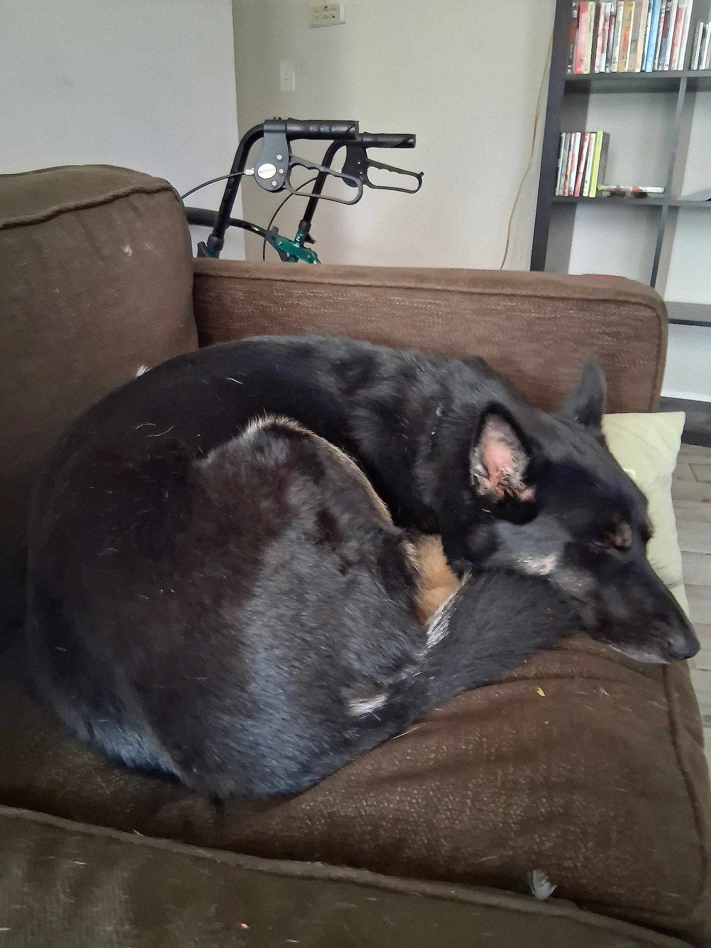 Tatar Tot is registered to the contest to win money with this photo: animal, black_dog, bookshelf, brown_couch, canine, comfortable, couch, dog, domestic_animal, fur, furniture, home, indoor, living_room, pet, quiet, relaxing, resting, sleeping, walker