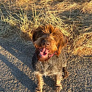 Rosy a rejoint le concours — aidez-le/la à gagner de superbes lots ! dog, happy, outdoor, sunlight, grass, path, pet, canine, smiling, fur, nature, animal, brown, gray, scruffy, daylight, looking_up, tongue_out, collar, shadow