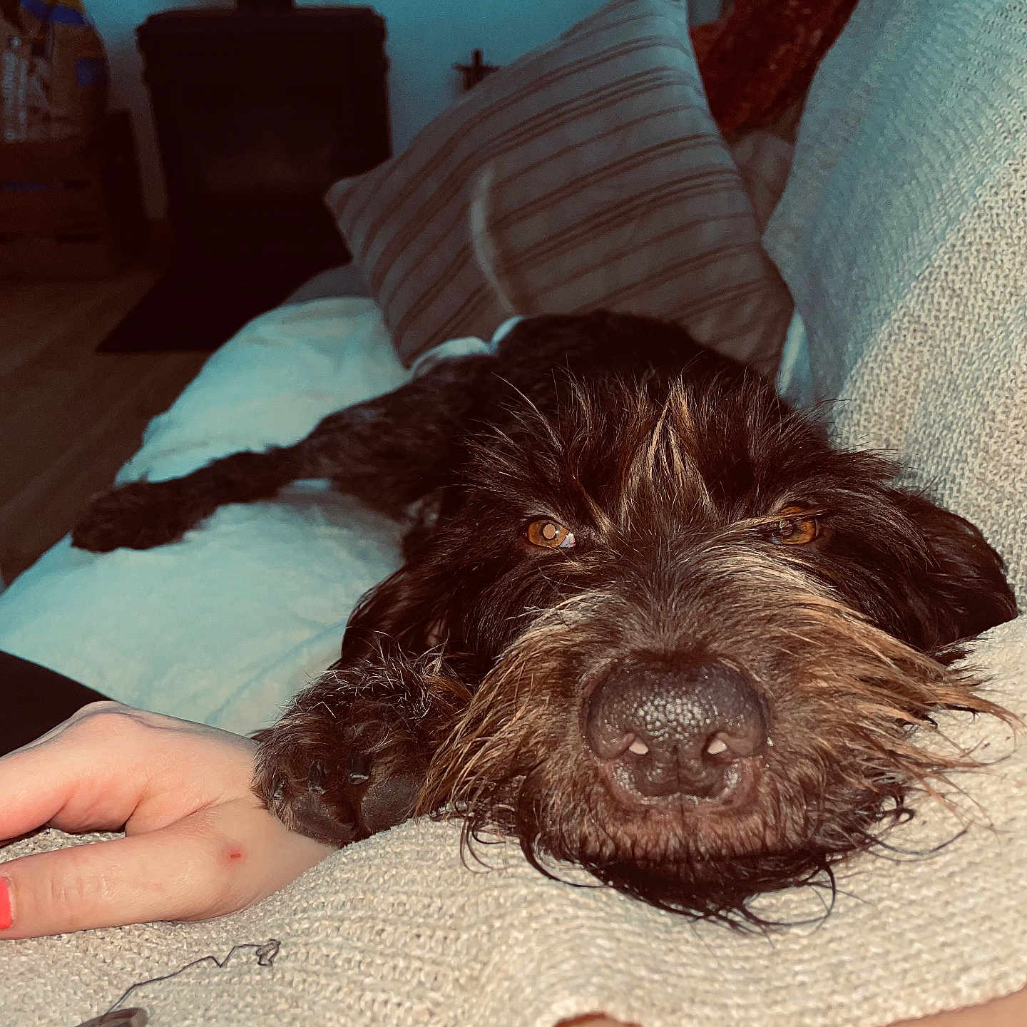 Rosy a rejoint le concours — aidez-le/la à gagner de superbes lots ! dog, close_up, resting, brown_fur, amber_eyes, person, hand, arm, couch, pillow, fireplace, indoor, cozy, relaxed, home, furniture, knit_sweater, button, wood_floor, living_room
