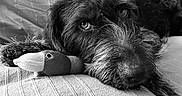 Rosy a rejoint le concours — aidez-le/la à gagner de superbes lots ! dog, plush_toy, couch, black_and_white, resting, close_up, pet, fur, texture, animal, indoor, relaxed, portrait, soft_lighting, cozy, home, snout, whiskers, sleepy, companion