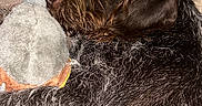 Rosy participe au concours pour gagner de l'argent avec cette photo : animal, bedtime, black, blanket, brown, closeup, companion, cozy, cute, dog, fur, indoor, pet, plush_toy, relaxed, resting, sleeping, snuggling, soft, toy