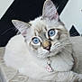 abyssinian, accessories, angora, animal, art, blanket, cat, couch, furniture, homedecor, jewelry, kitten, linen, manx, necklace, pet, porcelain, pottery, siamese, white