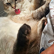 Gucci a rejoint le concours — aidez-le/la à gagner de superbes lots ! cat, tongue, paw, fur, whiskers, cushion, hand, relaxing, cute, closeup, pet, animal, indoor, cozy, playful, feline, soft, texture, resting, domestic
