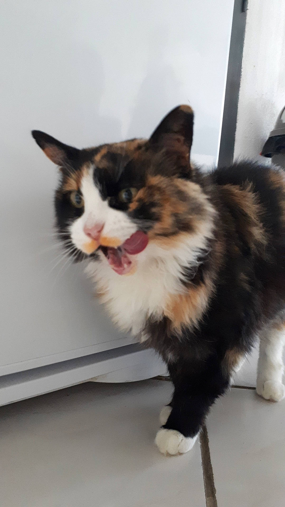 Minette participe au concours pour gagner de l'argent avec cette photo : aegean_cat, american_wirehair, black_and_white, carnivore, cat, cymric, domestic_short_haired_cat, felidae, fur, kitten, kurilian_bobtail, mammal, polydactyl_cat, small_to_medium_sized_cats, snout, whiskers