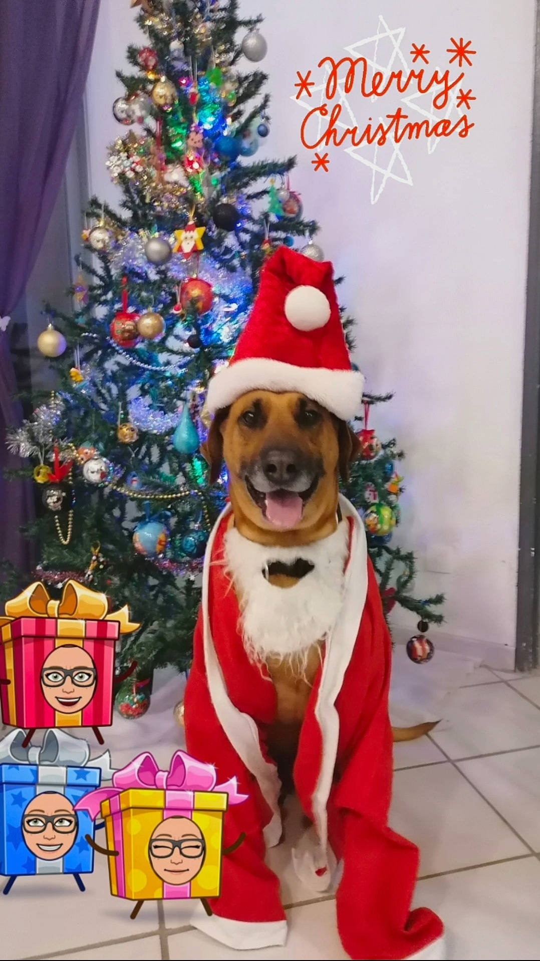Guess a rejoint le concours — aidez-le/la à gagner de superbes lots ! canidae, carnivore, christmas, christmas_decoration, christmas_eve, christmas_stocking, christmas_tree, costume_hat, dog, dog_breed, dog_clothes, fawn, holiday, holiday_ornament, party_hat, puggle, sporting_group