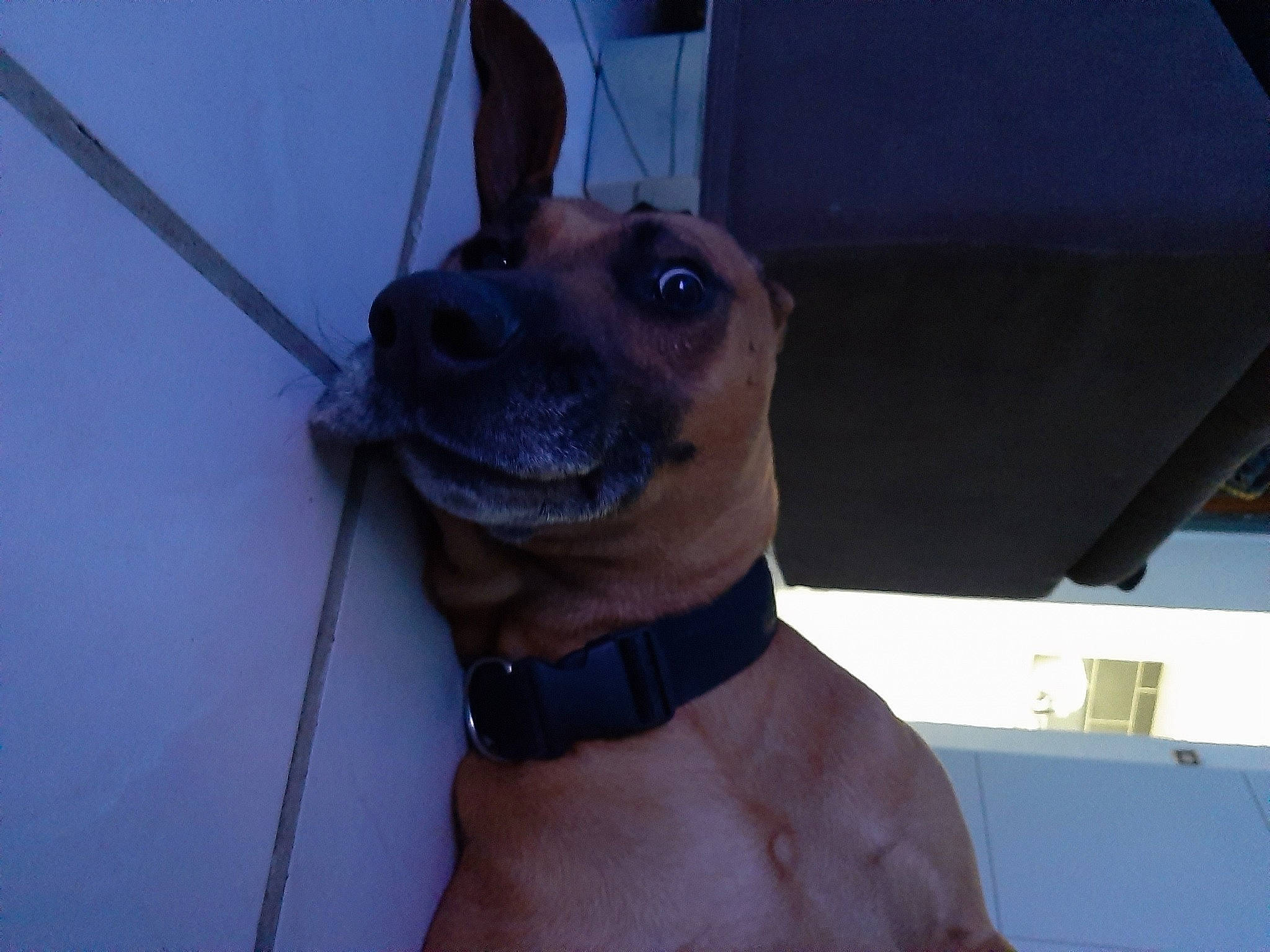 Guess participe au concours pour gagner de l'argent avec cette photo : black_mouth_cur, canidae, carnivore, dog, dog_breed, ear, fawn, mammal, non_sporting_group, rare_breed_dog, snout