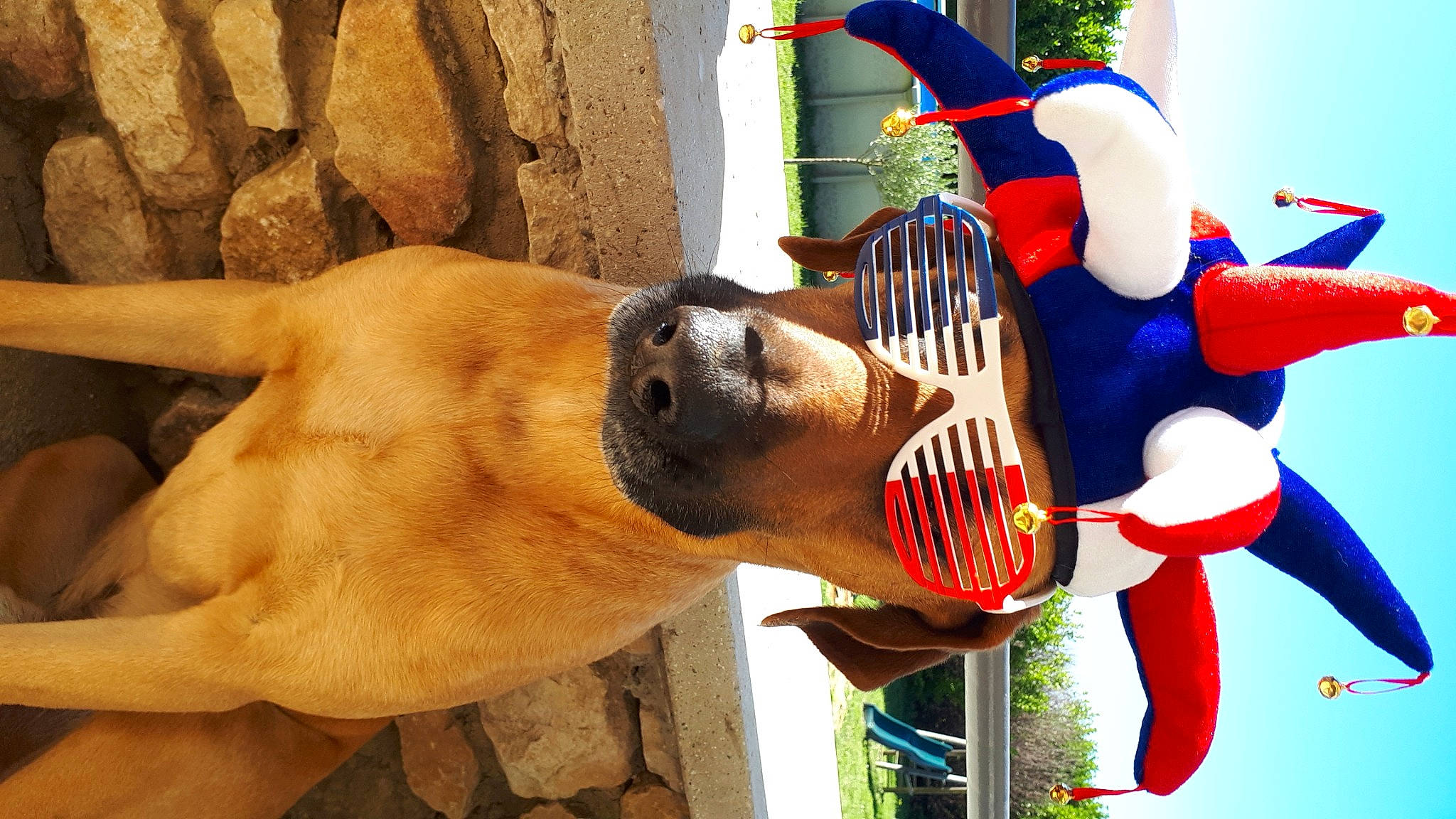 Guess participe au concours pour gagner de l'argent avec cette photo : canidae, carnivore, dog, dog_breed, fawn, snout, sporting_group