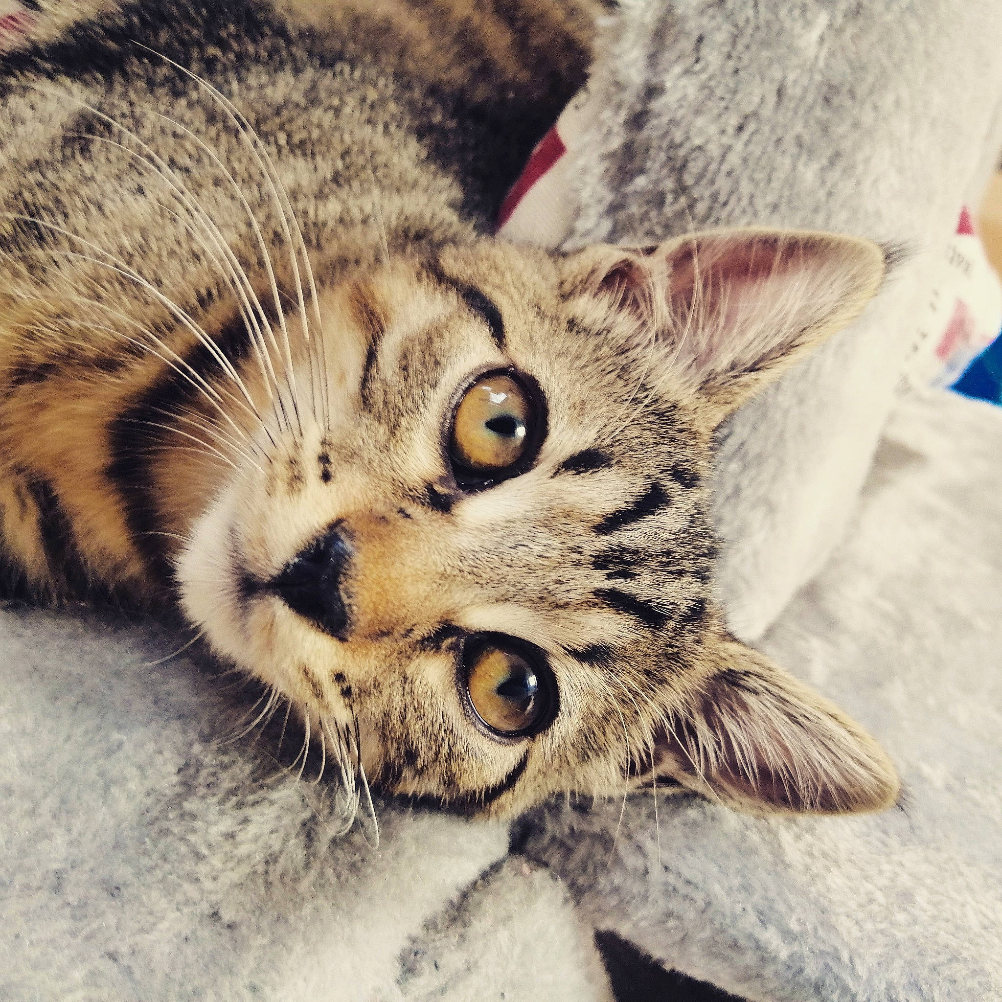 Haru a rejoint le concours — aidez-le/la à gagner de superbes lots ! american_shorthair, asian, carnivore, cat, close_up, domestic_short_haired_cat, dragon_li, european_shorthair, eye, felidae, fur, kitten, mammal, nose, pixie_bob, small_to_medium_sized_cats, snout, tabby_cat, whiskers, wild_cat