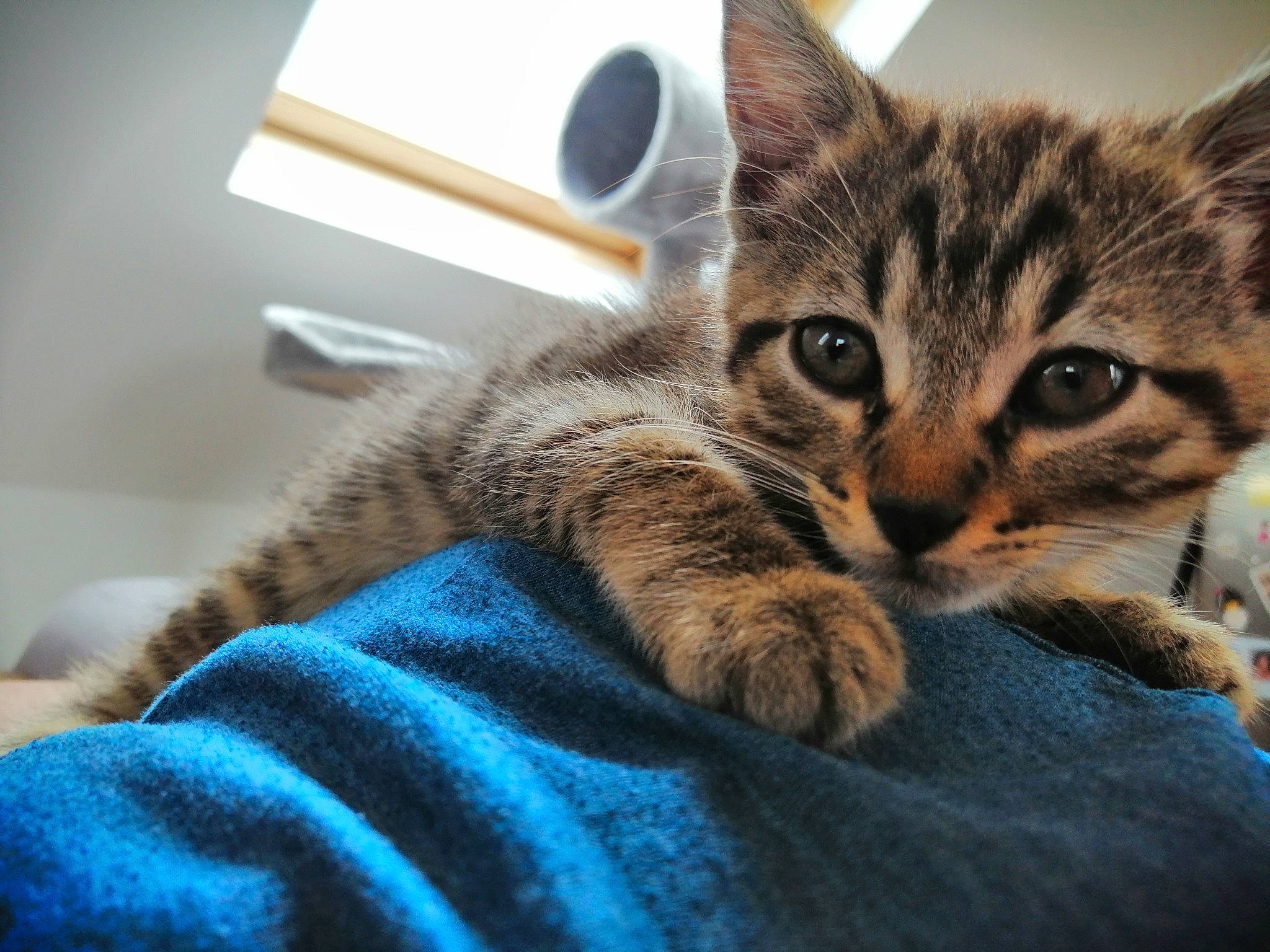 Haru a rejoint le concours — aidez-le/la à gagner de superbes lots ! american_shorthair, asian, california_spangled, carnivore, cat, domestic_short_haired_cat, dragon_li, ear, european_shorthair, eye, felidae, kitten, mammal, nose, pixie_bob, small_to_medium_sized_cats, tabby_cat, toyger, vertebrate, whiskers