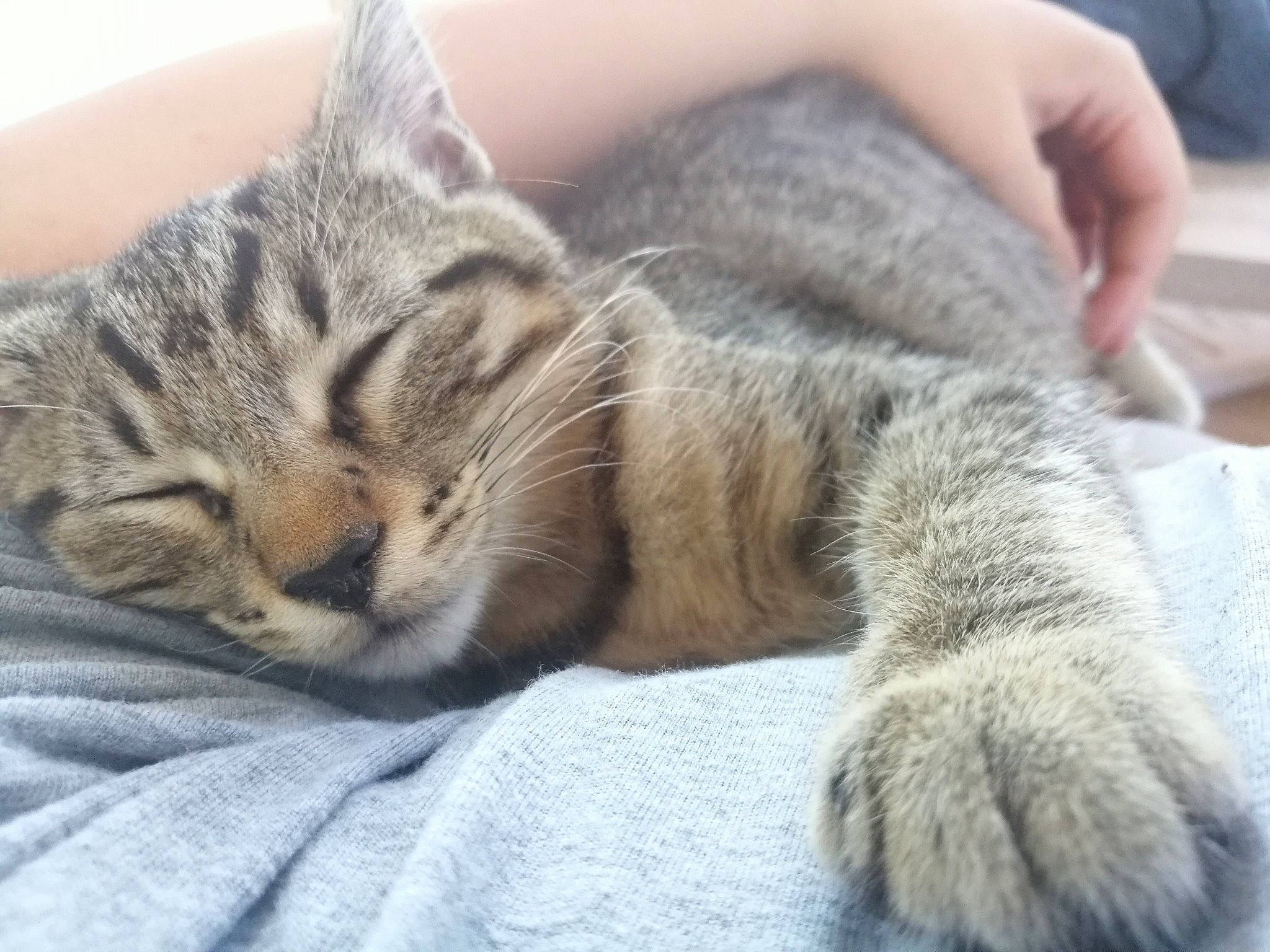 Haru participe au concours pour gagner de l'argent avec cette photo : american_shorthair, asian, carnivore, cat, claw, domestic_short_haired_cat, dragon_li, european_shorthair, felidae, fur, kitten, nap, paw, pixie_bob, polydactyl_cat, sleep, small_to_medium_sized_cats, snout, tabby_cat, whiskers