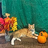 Sophie joined the competition — help win amazing prizes! cat, orange_cat, pet, feline, animal, portrait, autumn, fall, pumpkins, autumn_leaves, flowers, vase, table, wooden_surface, teal_background, indoor, decor, seasonal_decor, sitting, collar