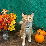 Sophie is registered to the contest to win money with this photo: cat, orange_cat, kitten, animal, pet, sitting, portrait, autumn, fall, pumpkins, leaves, flowers, vase, table, wood, indoor, green_background, festive, harvest, whiskers