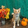 cat, orange_cat, kitten, animal, pet, sitting, portrait, autumn, fall, pumpkins, leaves, flowers, vase, table, wood, indoor, green_background, festive, harvest, whiskers
