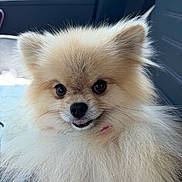Max is registered to the contest to win money with this photo: dog, pomeranian, fluffy, pet, animal, car_seat, closeup, cute, small_dog, fur, face, portrait, indoor, whiskers, tongue, ears, nose, eyes, mouth, smile
