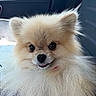 dog, pomeranian, fluffy, pet, animal, car_seat, closeup, cute, small_dog, fur, face, portrait, indoor, whiskers, tongue, ears, nose, eyes, mouth, smile
