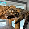cat, tabby_cat, pet, animal, feline, cat_tree, indoor, window, fur, paw, tail, relaxed, cute, cozy, resting, looking, ears, whiskers, playful, text_overlay