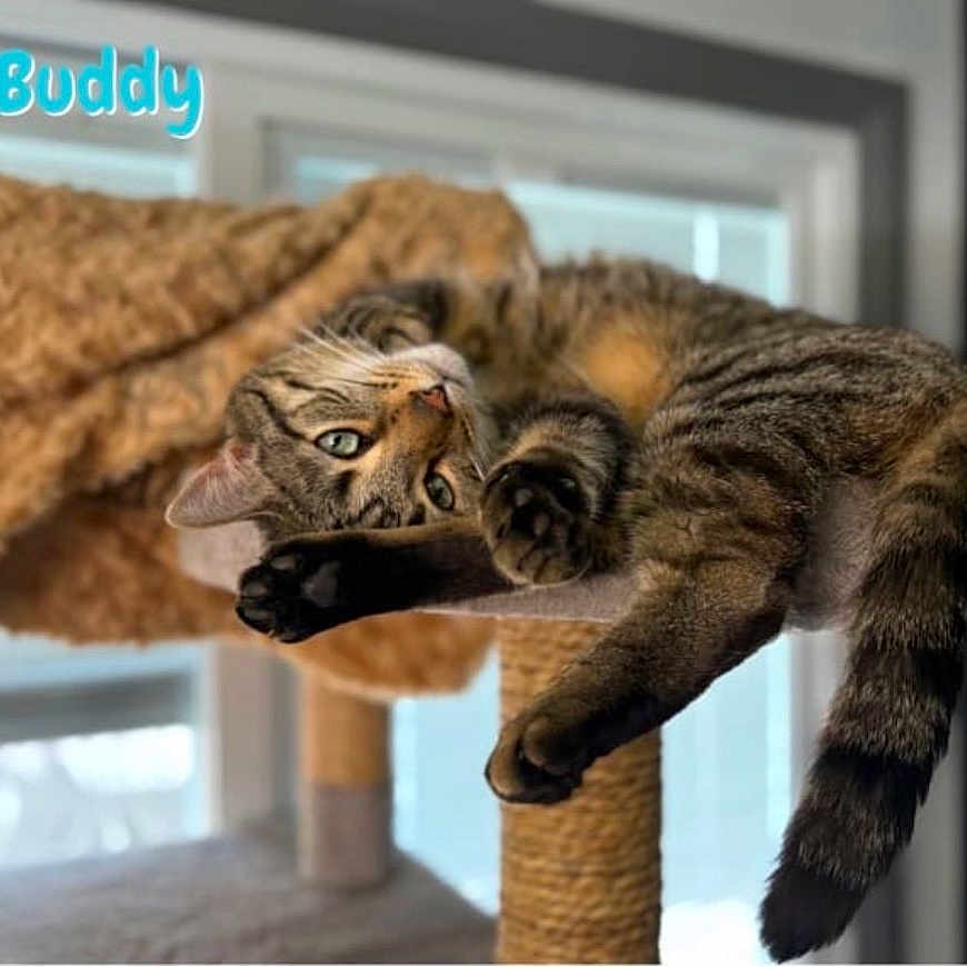 Buddy