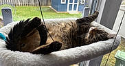 Buddy is registered to the contest to win money with this photo: cat, tabby, pet, animal, feline, window, hammock, resting, stretching, indoor, cozy, fur, paw, relaxed, sitting, house, backyard, shed, grass, daylight