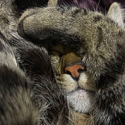 Buddy joined the competition — help win amazing prizes! cat, close_up, fur, paw, sleeping, nose, whiskers, cozy, pet, animal, tabby, relaxing, cute, soft, domestic_cat, resting, indoor, feline, muzzle, nap