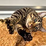 Buddy is registered to the contest to win money with this photo: cat, tabby, pet, feline, green_eyes, paws, stretching, cozy, blanket, orange, fur, whiskers, indoor, close_up, cute, animal, playful, relaxed, soft, domestic