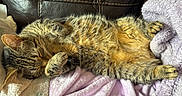 Buddy joined the competition — help win amazing prizes! animal, blanket, cat, closed_eyes, comfort, couch, cozy, fur, indoor, leather, paws, pet, relaxing, rest, sleeping, soft_texture, striped_fur, tabby_cat, towel, whiskers