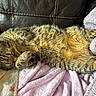 Buddy joined the competition — help win amazing prizes! cat, tabby_cat, sleeping, relaxing, fur, paws, blanket, towel, couch, leather, indoor, cozy, rest, pet, animal, whiskers, closed_eyes, striped_fur, soft_texture, comfort