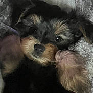 Chucho joined the competition — help win amazing prizes! animal, black, brown, closeup, cozy, cute, dog, ears, face, fluffy, fur, indoors, lying_down, pet, portrait, puppy, small, soft, texture, young