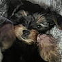 animal, black, brown, closeup, cozy, cute, dog, ears, face, fluffy, fur, indoors, lying_down, pet, portrait, puppy, small, soft, texture, young