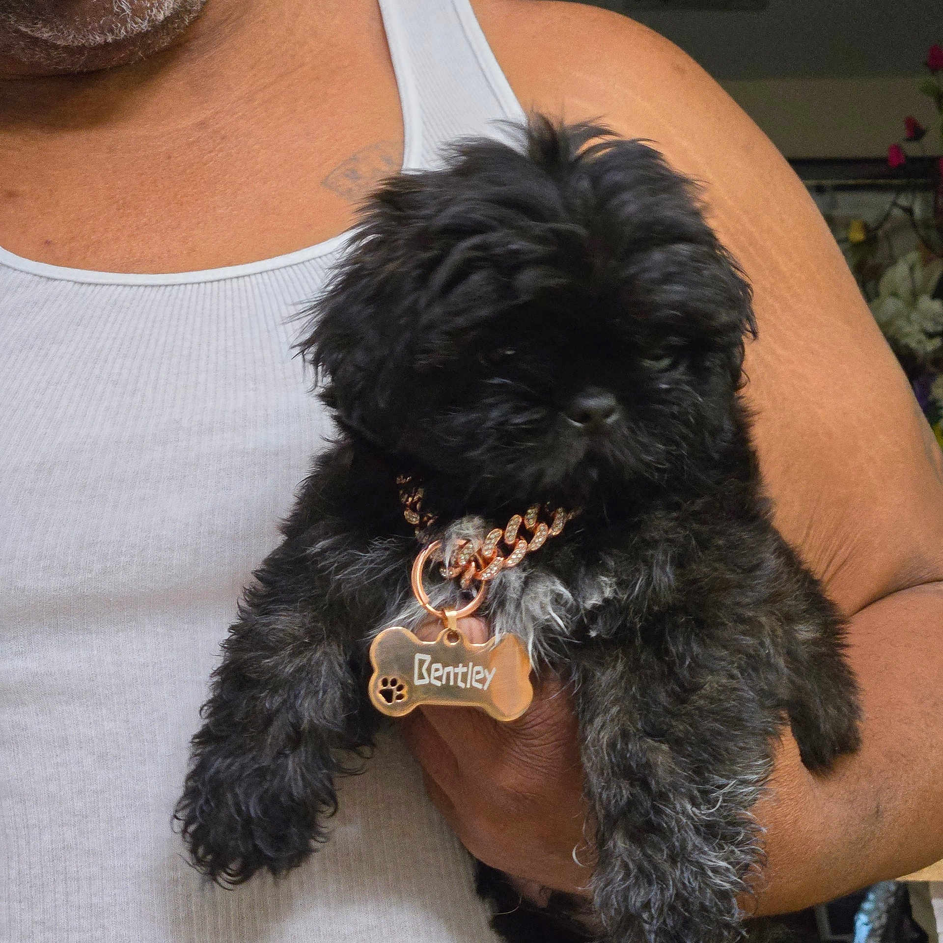 Bentley is registered to the contest to win money with this photo: adorable, animal, arm, black_fur, closeup, collar, cute, dog, fur, gold_chain, hand, holding, indoor, person, pet, portrait, puppy, small_dog, tag, white_tank_top