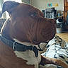 dog, brown_dog, pet, collar, indoor, blanket, furniture, chair, window, natural_light, living_room, household, domestic_animal, mammal, side_profile, resting, comfortable, canine, closeup, relaxation