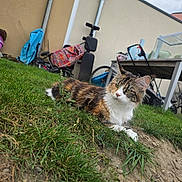 Vodka participe au concours pour gagner de l'argent avec cette photo : cat, calico_cat, fluffy, longhaired, animal, pet, grass, garden, outdoor, backyard, lying_down, portrait, whiskers, ears, greenery, bicycle, patio, building, daylight, fur
