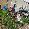 animal, backyard, bicycle, building, calico_cat, cat, daylight, ears, fluffy, fur, garden, grass, greenery, longhaired, lying_down, outdoor, patio, pet, portrait, whiskers