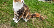 Vodka participe au concours pour gagner de l'argent avec cette photo : cat, calico_cat, fluffy, long_hair, fur, whiskers, ears, tail, sitting, outdoor, garden, lawn, grass, backyard, pet, animal, portrait, colorful, garden_hose, stroller